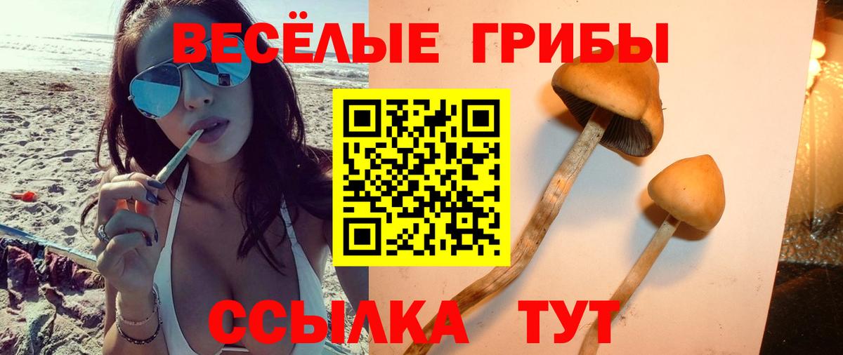 Галлюциногенные грибы прущие грибы Павловский Посад